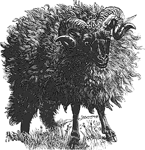 Resultado de imagen de black sheep gif