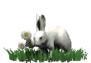 Easter Bunny, soft and white