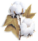 Click to see more cottonbolls