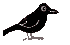 Fist Crow