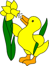 Daffodil Duck