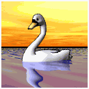 Swim, Swan, Swim